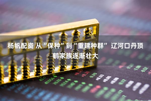 杨帆配资 从“保种”到“重建种群” 辽河口丹顶鹤家族逐渐壮大